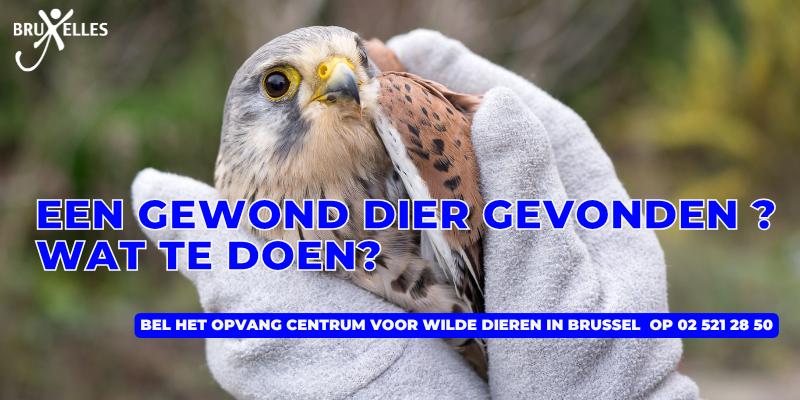 Een gewond dier gevonden? Wat te doen?