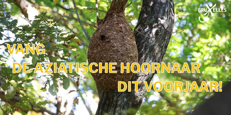 Vang de Aziatische hoornaar dit voorjaar!