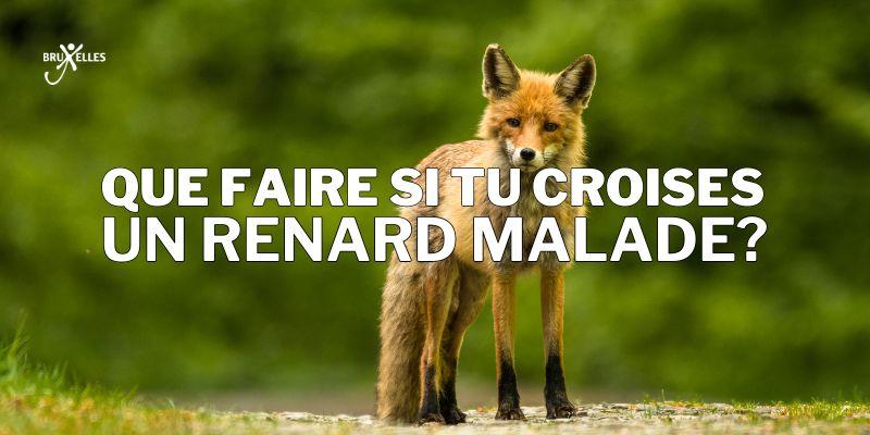 Tu as croisé un renard malade à Bruxelles ? Voici quoi faire